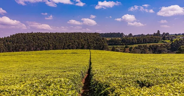 Event suppliers in Kiambu
