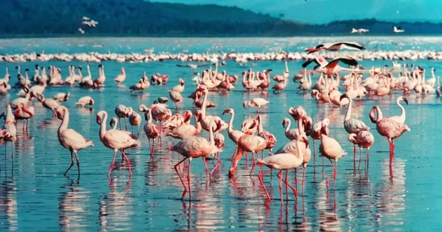 Event suppliers in Nakuru